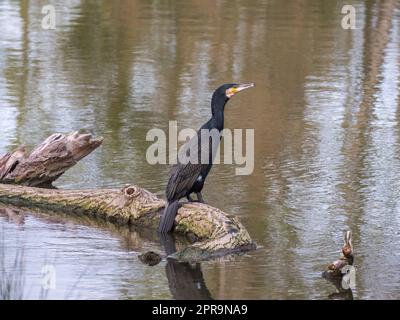 Ein großer Kormorant (Phalacrocorax carbo), der auf einem Baumstamm an der Themse bei Henley-on-Thames, Oxfordshire, England, sitzt. Stockfoto