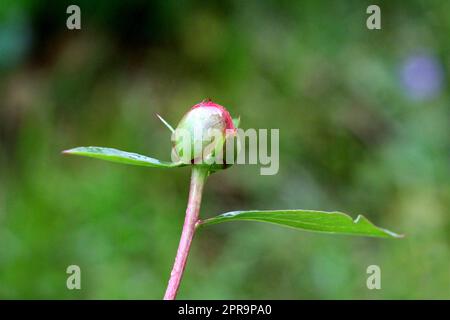 Pfingstrosen oder Pfingstrosen, mehrjährige Blütenpflanze mit Regentropfen aus frischen Frühlingsduschen und einzelnen Blütenknospen Stockfoto