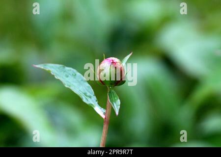 Einzel-Pfingstrosen- oder Paeonienblütenpflanzen kleine Blütenknospen, bedeckt mit Regentropfen aus frischen Frühlingsduschen, die sich zu öffnen beginnen Stockfoto