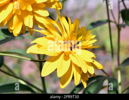 Gelbe Rudbeckia Blumen goldene Kugeln Stockfoto