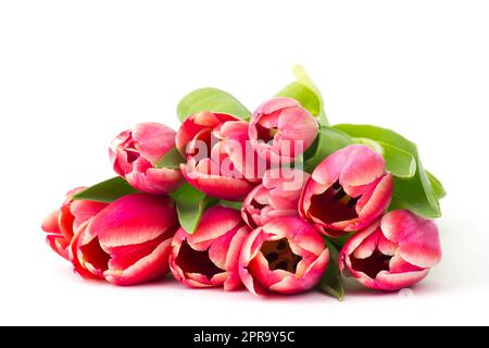 Rote Tulpen auf weißem Hintergrund Stockfoto