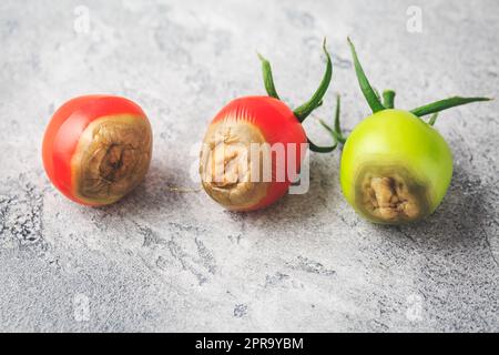 Tomatenkrankheiten - Blütenendfäule durch Kalziummangel verursacht Stockfoto