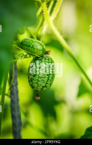 Cucamelon (Melothria scabra) – mexikanische Miniatur-Wassermelone oder Gurke im Garten Stockfoto