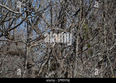 Seltsame, versperrte Eule in einem Baum Stockfoto