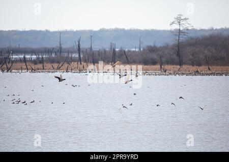 Stockente Enten im Flug Stockfoto