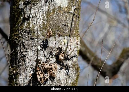 Orangefarbene Warbler-Futtersuche Stockfoto
