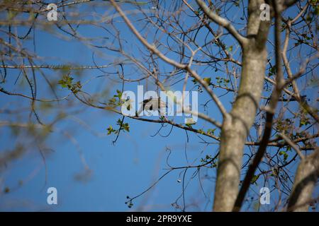 Roter-Flügel-Blackbird auf dem Baum Stockfoto