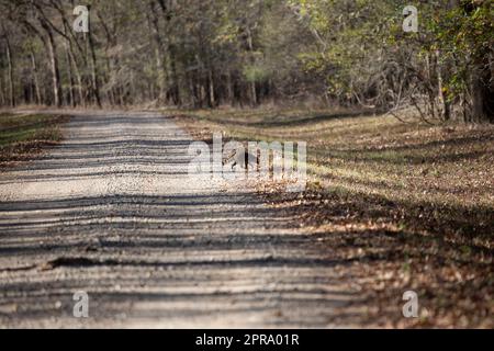 Gewöhnlicher Waschbär (Procyon lotor), der eine Schotterstraße überquert Stockfoto