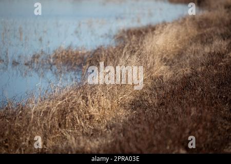 Getrocknetes Gras am See Stockfoto