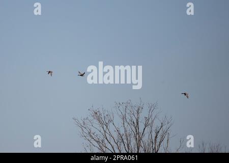 Drei Stockenten im Flug Stockfoto