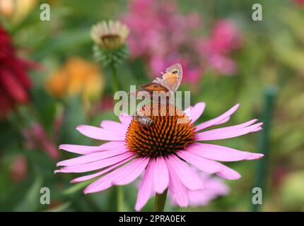 Ein Schmetterling und eine Biene während der Arbeit an den Blüten von Echinacea Stockfoto
