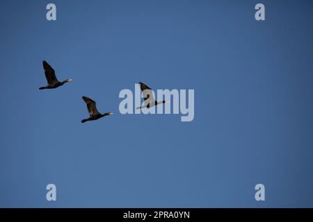 Three Double-Crested Cormorants Flying Stockfoto