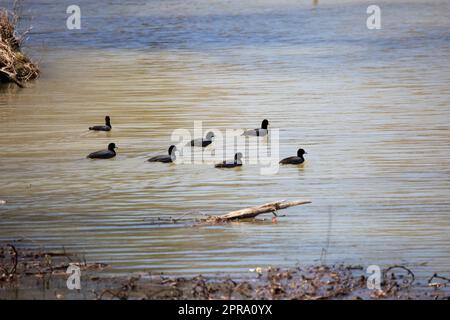 Sieben Amerikaner in trübem Wasser Stockfoto