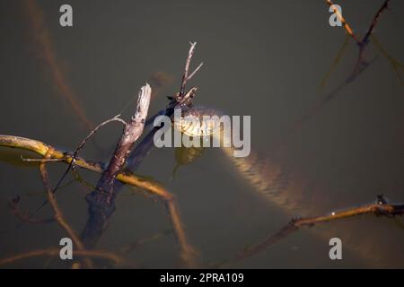 Diamondback Water Snake, Die Mit Der Zunge Herumschnippt Stockfoto