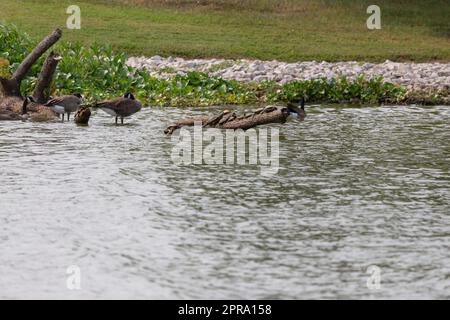 Kanadagänse Stockfoto