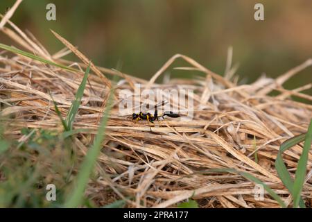 Gelbbbbein-Schlamm-Dauber-Wasp Stockfoto