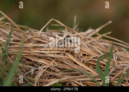 Gelbbbbein-Schlamm-Dauber-Wasp Stockfoto