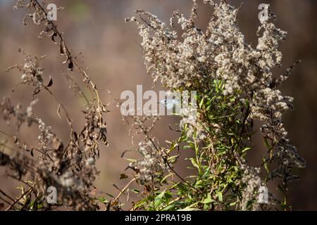 Winziger Blaugrauer Gnatcatcher Stockfoto