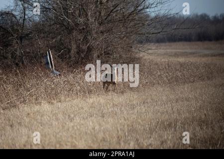 Dreibeiniger Hirschsnack Stockfoto