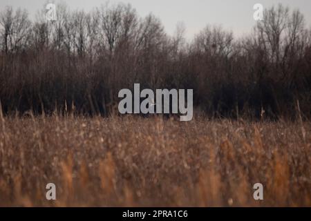 Northern Harrier im Flug Stockfoto