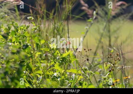 Gulf Fritillary Butterfly Stockfoto