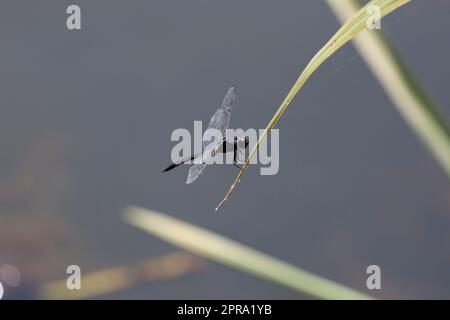 Der Schattige Skimmer Dragonfly Stockfoto