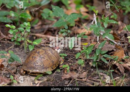 Die Eastern Box Turtle wird von einem Moskitos verschleppt Stockfoto