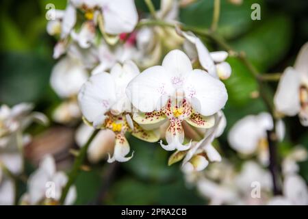 Orchideenblume, Phalaenopsis Stockfoto