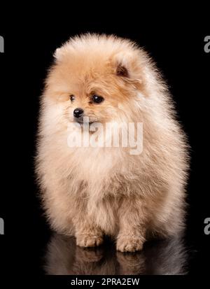 Niedliche kleine pommersche spitz Welpe sitzt auf einem schwarzen Hintergrund. Stockfoto