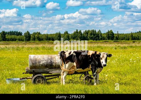 Eine einzelne reife Kuh auf dem Feld Stockfoto