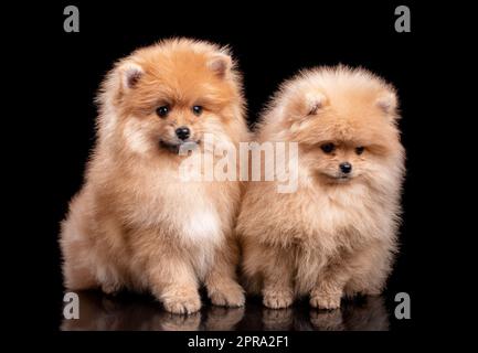 Zwei hellbraune Pommern-Spitz auf schwarzem Hintergrund im Studio. Stockfoto