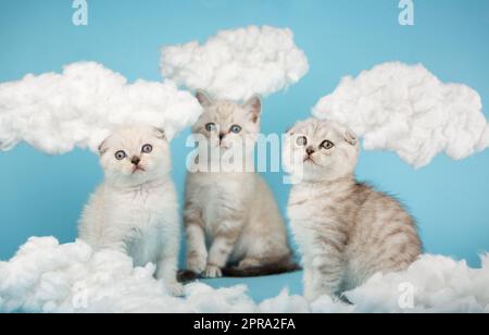 Drei schottische Kätzchen sehen merkwürdigerweise etwas zwischen den Baumwollwolken sitzen. Stockfoto