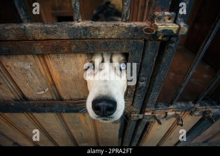 Schnauze eines traurigen, blauäugigen Husky-Hundes, der durch ein Loch in der Tür eines Vogelhauses schaut. Stockfoto