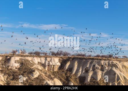 Fliegende Tauben in capadoccia Stockfoto