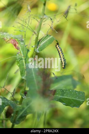 Schöne Raupe von Cucullia lactucae aka Salathai Stockfoto