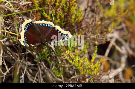 Nymphalis antiopa - Trauerumhang oder Camberwell Beauty - Ein wandernder Schmetterling mit dunkelviolett gelb umrandeten Flügeln mit blauen Punkten Stockfoto