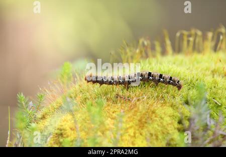 Nahaufnahme einer eggar-Mottenlarve aus Eiche, Lasiocampa quercus, mit seiner charakteristischen behaarten Erscheinung in der Nähe von Davos, Schweiz Stockfoto
