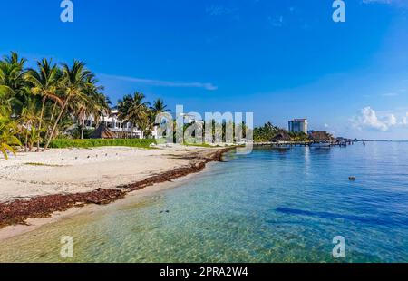 Playa Azul Beach Palmen Meereslandschaft Panorama in Cancun Mexiko. Stockfoto