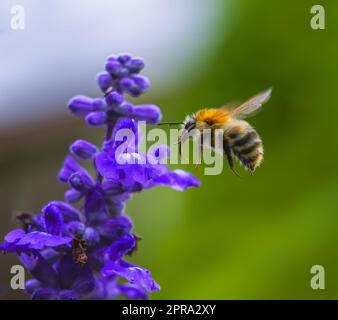 Gemeine Karderbiene fliegt zu einer violetten Salbeiblume Stockfoto