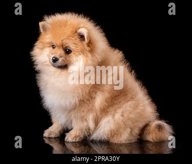 Schöne pommersche Welpen im Studio auf schwarzem Hintergrund. Stockfoto