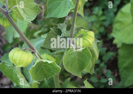 inka-Beere im Garten Stockfoto