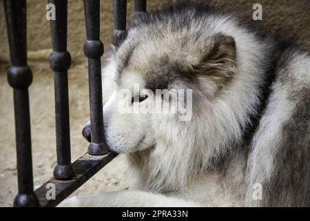 Husky auf einem Zaun Stockfoto