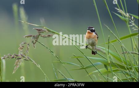 Whinchat (Saxicola rubetra) auf einem Grashalm Stockfoto