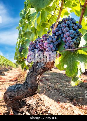 Traubenbündel auf der Pflanze während der Veraison-Phase. Landwirtschaft. Stockfoto