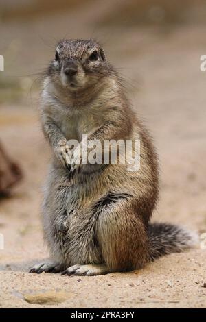 Kaphornhörnchen (Xerus inauris) Stockfoto