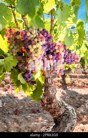 Traubenbündel auf der Pflanze während der Veraison-Phase. Landwirtschaft. Stockfoto