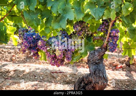 Traubenbündel auf der Pflanze während der Veraison-Phase. Landwirtschaft. Stockfoto