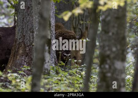 Männlicher Kopf des Europäischen Bison (Bison bonasus) Stockfoto