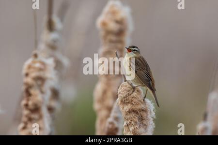 Schieferpfeifer (Acrocephalus schoenobaenus) auf Schilf Stockfoto