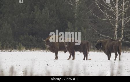 Gruppe Europäischer Bison (Bison bonasus) im Winter Stockfoto